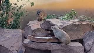 Yellowspotted hyrax and Rock hyraxes in mixed exhibit [upl. by Alcot47]