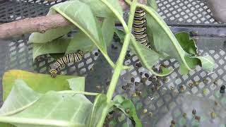 Parasite Infected Monarch Caterpillars [upl. by Molli558]