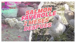 Nuestras Salmón Faverolles dos meses después Así han crecido [upl. by Chae]