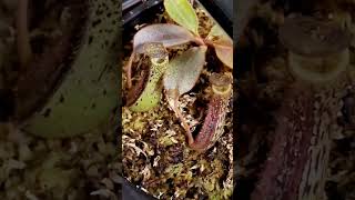 Nepenthes Veitchii x Lowii x Burbidgeae Stripe vs Spotted peristome [upl. by Anul]