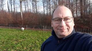 Nola beim Vollkontakt Training und eine herrlich grüne Wiese bei den Dorperschafen im Westerwald [upl. by Neelrak]