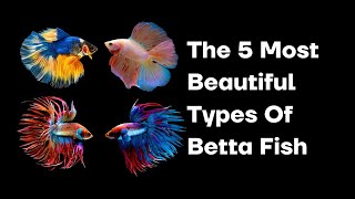 The 5 Most Beautiful Types Of Betta Fish [upl. by Kerwin236]