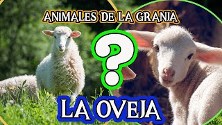 LA OVEJA 🐑  Videos educativos para niños Documentales para niños animales de la granja [upl. by Worl]