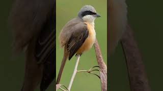 Brown Shrike birds birdsounds birdslover natureandbirdssoundsrelaxingmusic [upl. by Tomasine110]