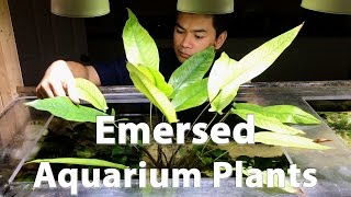 Emersed Aquarium Plants [upl. by Blight]