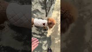 Poodie dog funny walks in the graden dog poodle funny animals shortsviral shortsvideo cute [upl. by Marquez]