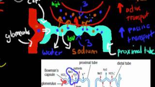 MB39 Aldosterone and ADH HSC biology [upl. by Agnes898]