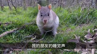 Wild Australian Bettong [upl. by Newberry]