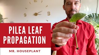 Pilea peperomioides propagation from a single leaf [upl. by Gnohc88]