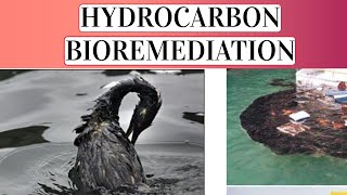 Hydrocarbon Bioremediation Explained Environmental Biotechnology [upl. by Ellehciram]