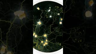 timelapse photography science done by liquidfungi of quotthe blobquot physarum polycephalum [upl. by Graff]