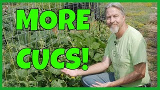 How to Grow MORE Cucumbers Expert Tips [upl. by Porter936]