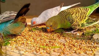 Birds Aviary 🥰 Budgies Finches Doves Mixed Birds Species Birds sounds [upl. by Consuela]