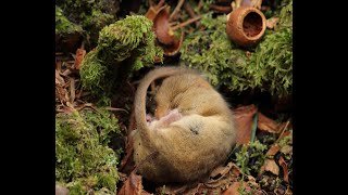 Snoring torpid dormouse [upl. by Trebmal]