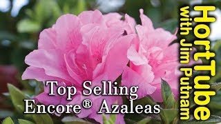 Top 10 Encore® Azaleas  Repeat Flowering Azaleas [upl. by Esille784]