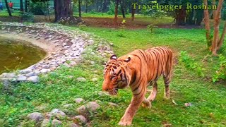 The Royal Bengal Tiger Walking on the Street  Road ❤️ [upl. by Ahsiket]