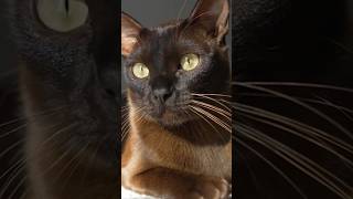 Burmese Cat Breed Most Loving And Affectionate love shorts [upl. by Draner731]