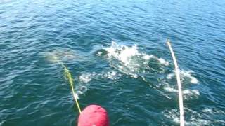 ★✰★ Harpooning 170 Lb Halibut Port Hardy  ★✰★ [upl. by Armbruster]