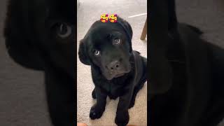 Black Labrador puppy🐶dog shorts viralvideo youtubeshorts short 2024 [upl. by Iduj582]