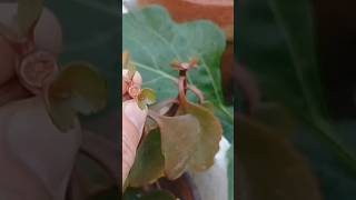 Kalanchoe plant care tips lifestylewithtshes virshorts [upl. by Eislrahc]