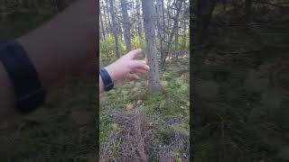 Storm damage in an spruce standlogging stihl chainsaw forestry treecare forest [upl. by Asila]