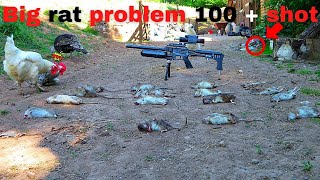 shooting huge rats with air rifles on a chicken farm using the PARD 008 LRF  ATN 4K pro [upl. by Bonne730]