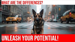 German Shepherd vs Belgian Malinois Key Differences [upl. by Penney46]