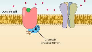 Ionotropic and Metabotropic Receptors [upl. by Nations]