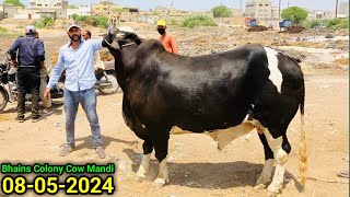 Bhains Colony Mandi Karachi Cattle Update 08052024  BIG GIANT Bull 😱 12 Man Meet  Cow Mandi 2024 [upl. by Kcorb244]