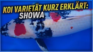 Koi Varietät kurz erklärt SHOWA [upl. by Somerville]