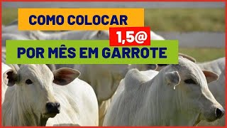 Como ENGORDAR GARROTE 15 por mês GASTANDO POUCO [upl. by Hendry481]