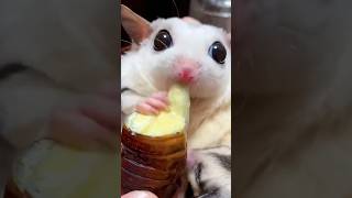 チーズたっぷりのある物を食べる動物 [upl. by Attennyl272]