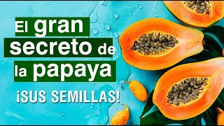 📌 La Papaya y sus semillas  Propiedades y beneficios para tu salud 🥭 Formas de consumirla 👌 [upl. by Airod104]