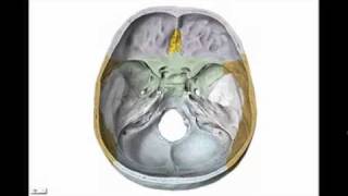 osteología del craneo parte n°3 hueso esfenoides [upl. by Fatimah432]