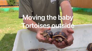 Moving The Baby Tortoises Outside [upl. by Chassin]