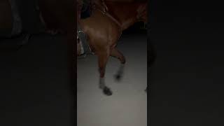 Horse asmr pt 5 asmr asmrsounds horseasmr [upl. by Enelloc]