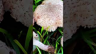 Зонтик чешуйчатый Lepiota brunneoincarnata short shorts [upl. by Vic]