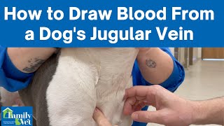 How to Draw Blood From a Dogs Jugular Vein [upl. by Dimmick]