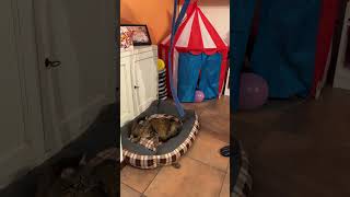 Il mio gatto arrabbiato foryou funnyvideo cat shorts [upl. by Elohc798]