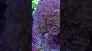 Frogspawn coral are one of the coolest coral to have in a reef A must have frogspawn euphyllia [upl. by Hamitaf245]