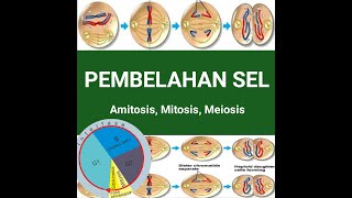 PEMBELAHAN SEL  Amitosis Mitosis Meiosis [upl. by Nivan]