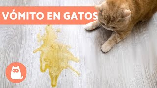 ¿Por qué mi GATO VOMITA  8 CAUSAS más comunes [upl. by Ytsenoh]