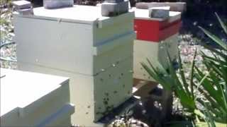 Honey Bee Orientation Flights Honeybees [upl. by Smeaj]