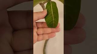 Adenium Multiflorum  Seed grown  Habitat seeds video youtubeshorts trending [upl. by Boigie369]