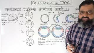 Development in Frog Urdu  Hindi medium profmasoodfuzail  Gastrulation in Frog Embryo [upl. by Arramahs]