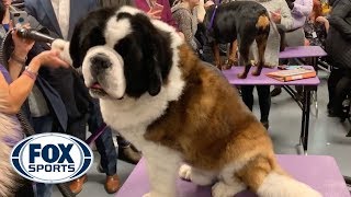 Watch the dogs of the Westminster Kennel Club Dog Show get groomed backstage  FOX SPORTS [upl. by Grantham]