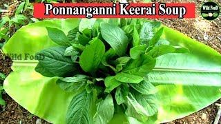 Ponnanganni Keerai Soup  Alternanthera Sessilis Soup  Healthy Soup Recipes  Wild Food [upl. by Ataynek]