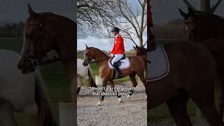 Hihi 🤭 equestrian horse horses pony pferde cheval hest trending funny [upl. by Latsyrd]