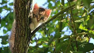 Beautiful Cats Photos With Cat Sounds  Wallpapers  Cat Meowing [upl. by Boutis568]