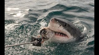 दुनिया की सबसे बड़ी शार्क मछली  Biggest Shark Fish in the World  Megalodon  in Hindi [upl. by Stretch]